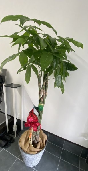 画像1: 【近江八幡市内への送料無料商品】おまかせ観葉植物 (1)