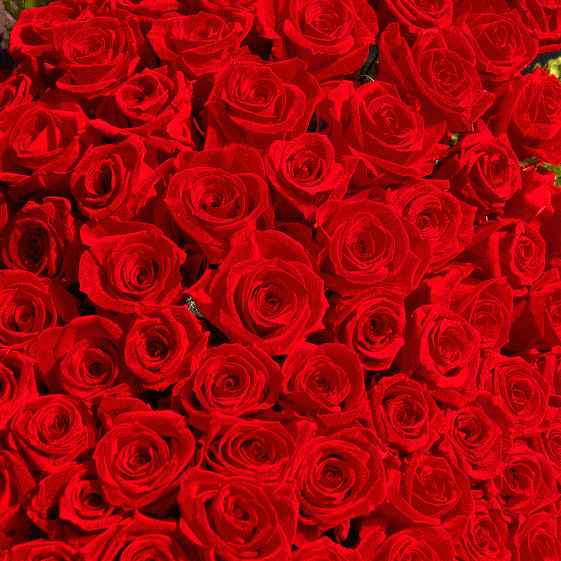 花言葉 100 の愛 近江八幡市内への送料無料商品 バラの花束100 グリーンショップタケオカ